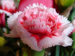 میخک قرنفلی